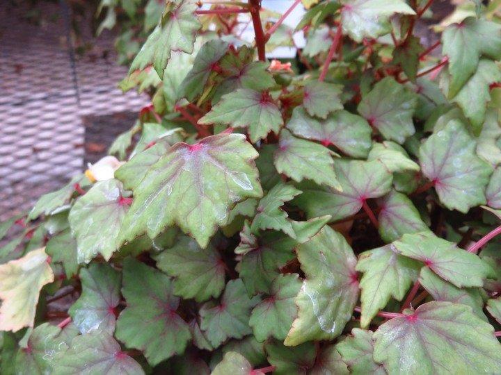 B. suffruticosa var. bolusii